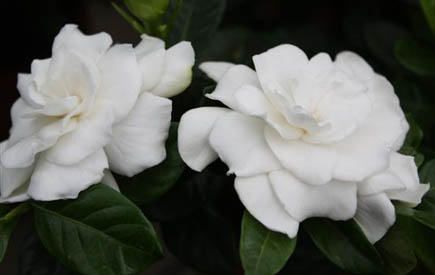 Standards Of Excellence Gardenia